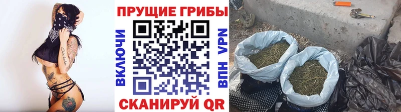 блэк спрут сайт  Малгобек  Псилоцибиновые грибы Cubensis  наркошоп 